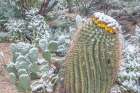 Arizona, Tucson. Snowy cactus garden Art Print